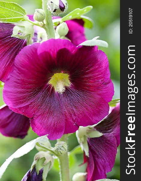 Closeup of a blooming hollyhocks