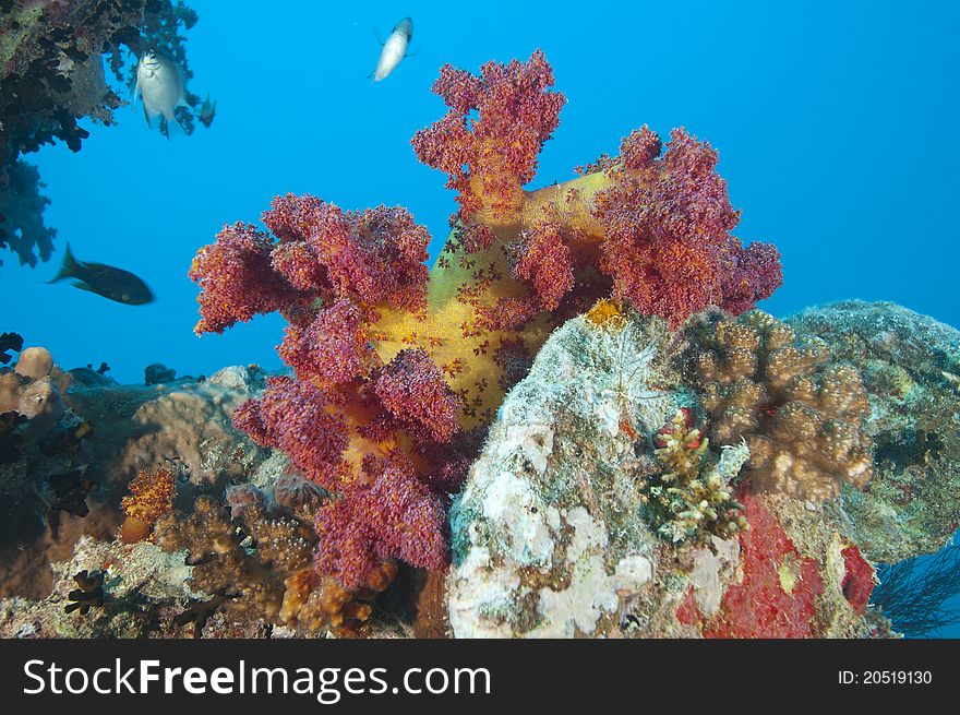 Beautiful red soft coral on a piece of shipwreckage. Beautiful red soft coral on a piece of shipwreckage