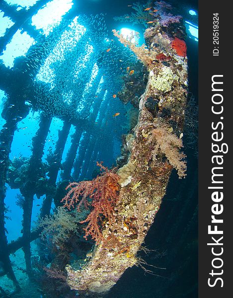 Beautiful coral scene in the sun with glassfish inside a large underwater shipwreck. Beautiful coral scene in the sun with glassfish inside a large underwater shipwreck