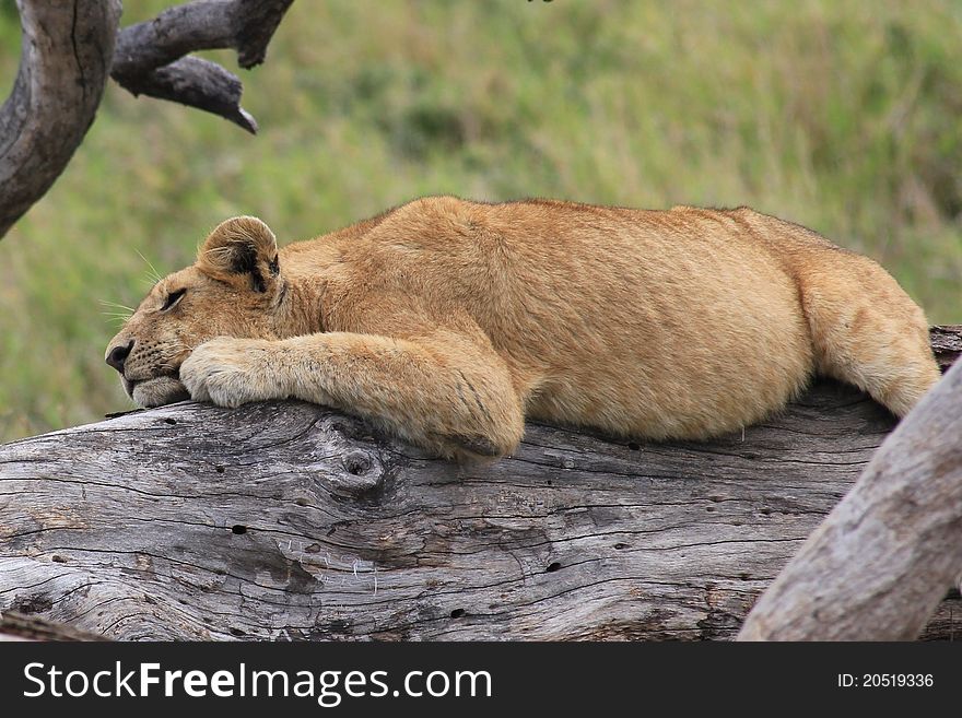 Sleeping Lion baby in Serengeti