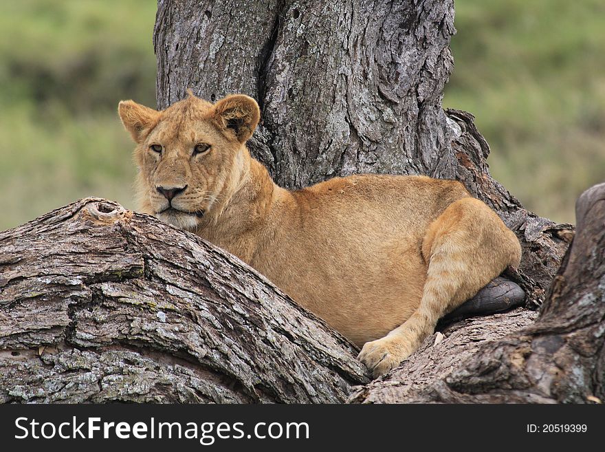 Lion baby having a rest in Serengeti