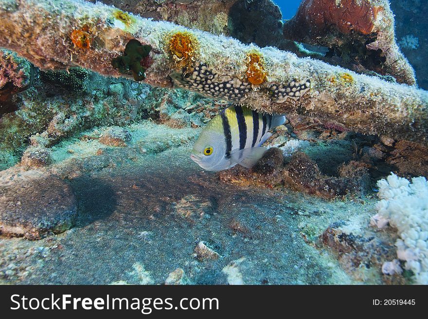 Sergeant mojor fish on a shipwreck