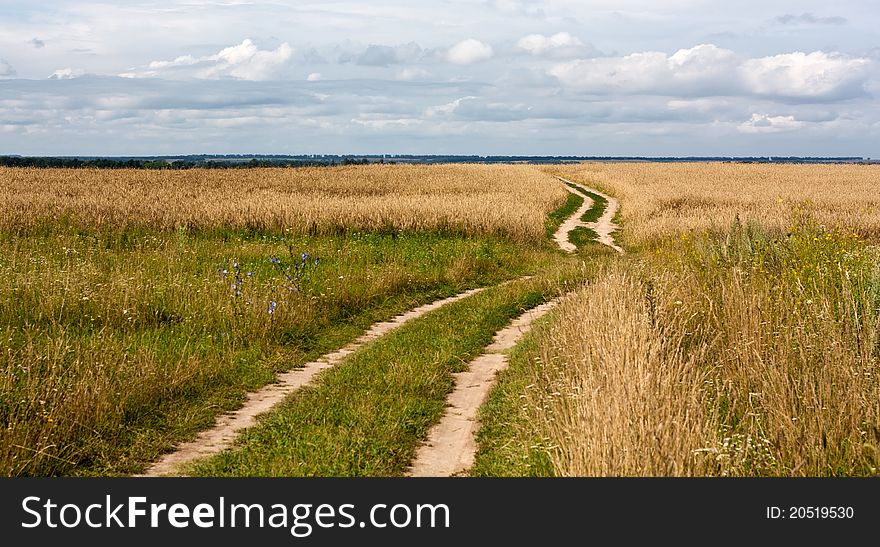 Fine landscape rural road leaving in fields of wheat against the sky