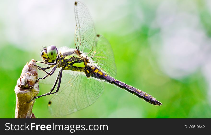 Dragonfly sitting on a tree branch against a bright background
