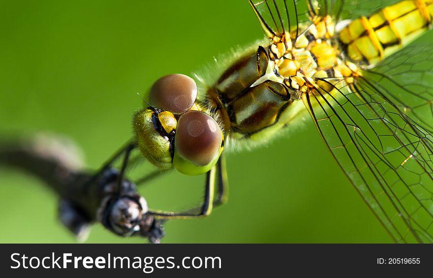 Closeup of a dragonfly head sitting on a tree branch on a green background