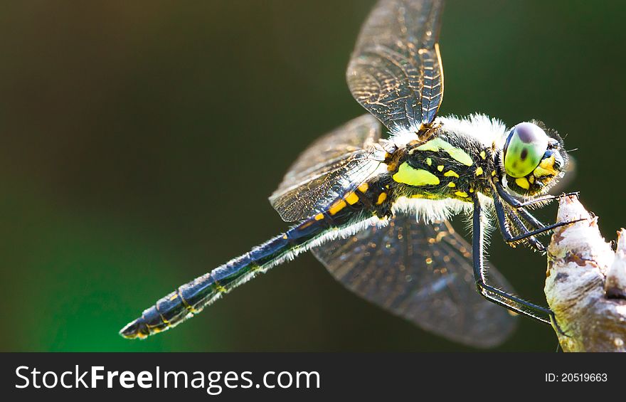 Dragonfly sitting on a branch of a tree against a dark background