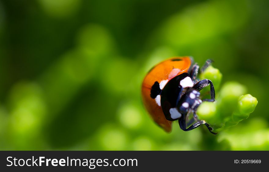 Macrophotography ladybugs sitting on a tree branch on a green background