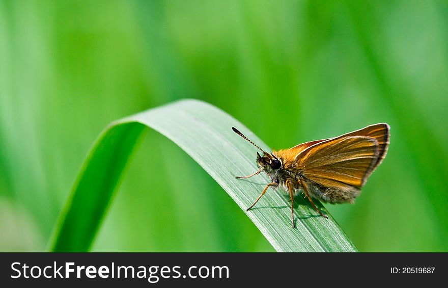 Closeup of a butterfly sitting on green grass