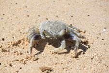 Crab On The Beach Stock Photos