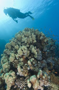 Scuba Diver Exploring A Tropical Coral Reef Stock Images