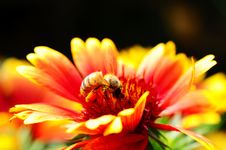 Red And Orange Flower With A Bee Stock Photos