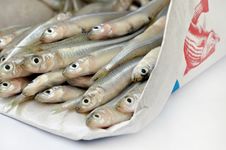 Fresh Fish Stock Photography Fresh Fish Stock Photography