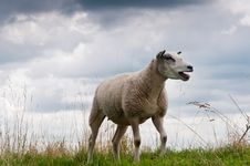 Closeup Of A Bleating Sheep Stock Photo Closeup Of A Bleating Sheep Stock Photo
