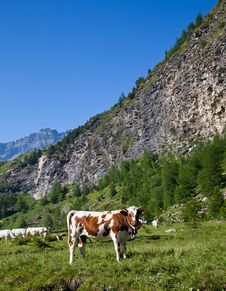 Cows And Italian Alps Stock Images