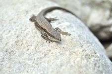 Lizard Royalty Free Stock Image Lizard Royalty Free Stock Image