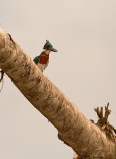 A Green Kingfisher Suddenly Appears Stock Photos A Green Kingfisher Suddenly Appears Stock Photos