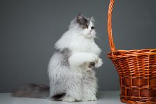 Funny Persian Cat Sitting Near Basket On Grey Stock Photo Funny Persian Cat Sitting Near Basket On Grey Stock Photo