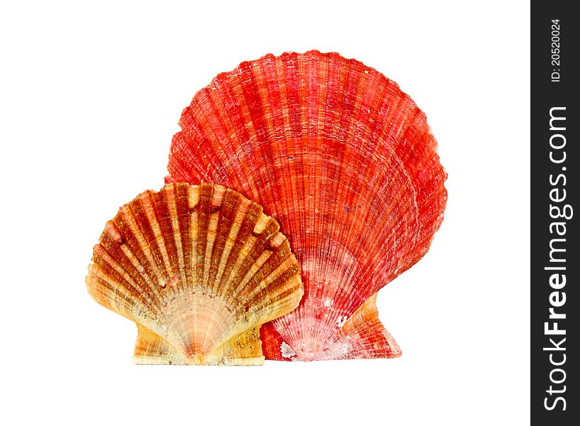 Two scallop seashells isolated on a white