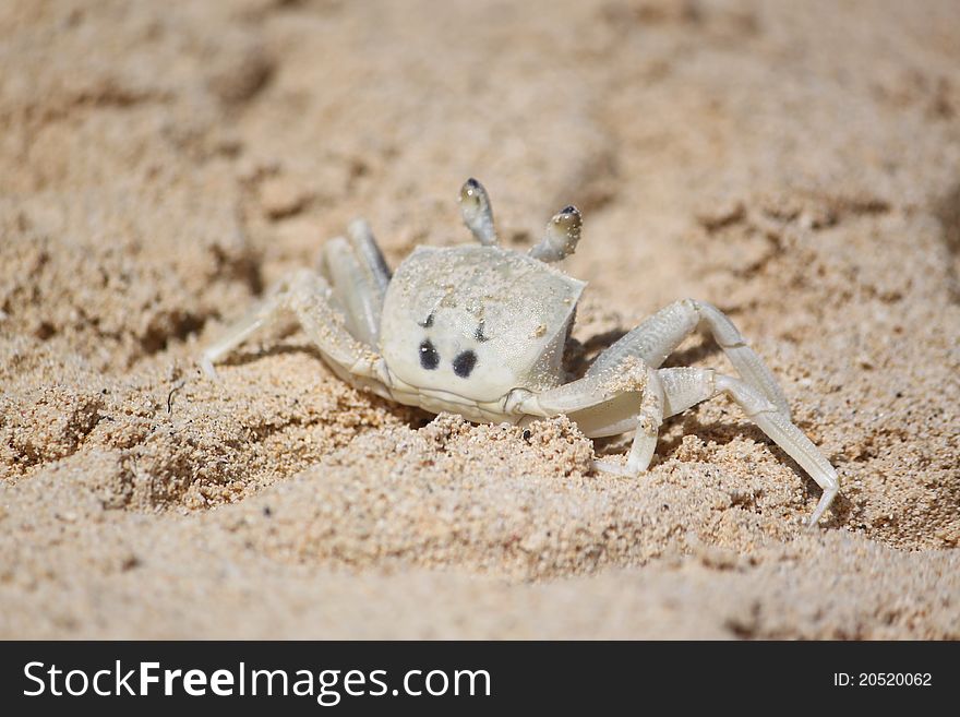 Crab on the Beach Back View