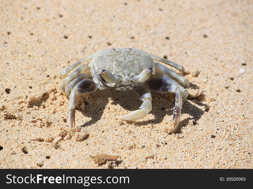 Crab on the Beach