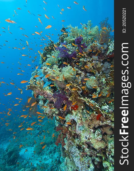 Tropical Coral Reef