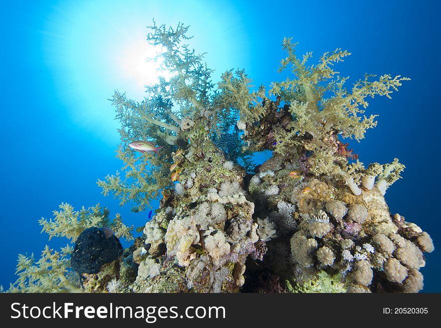 A stunning tropical coral reef scene backlit by the sun. A stunning tropical coral reef scene backlit by the sun