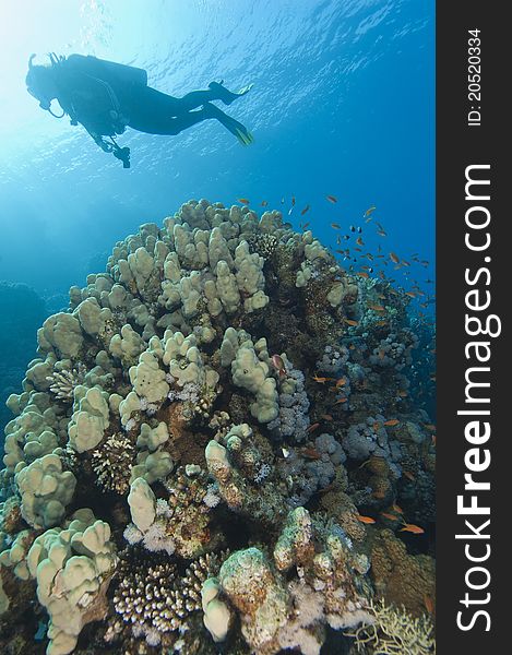 Scuba divers exploring a stunning tropical coral reef scene. Scuba divers exploring a stunning tropical coral reef scene