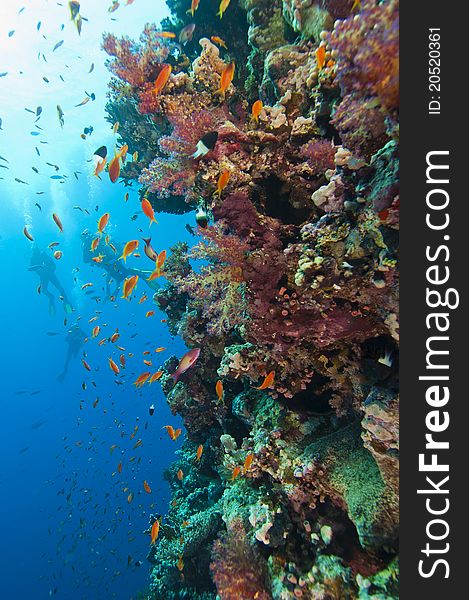 Beautiful coral reef wall teeming with coral and fish life with scuba divers in the background. Beautiful coral reef wall teeming with coral and fish life with scuba divers in the background