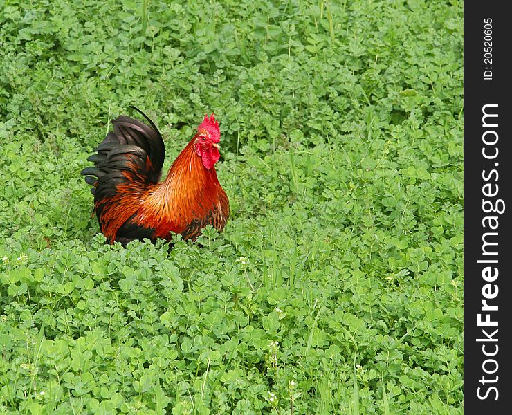 Colorful cage free rooster in the green grass. Colorful cage free rooster in the green grass