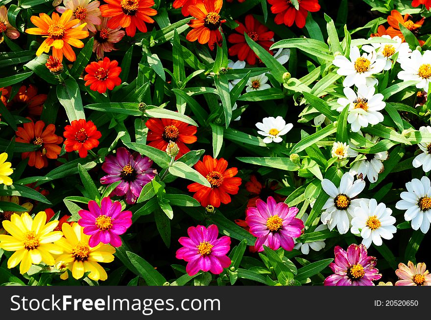 Colorful blooming flowers in a garden. Colorful blooming flowers in a garden