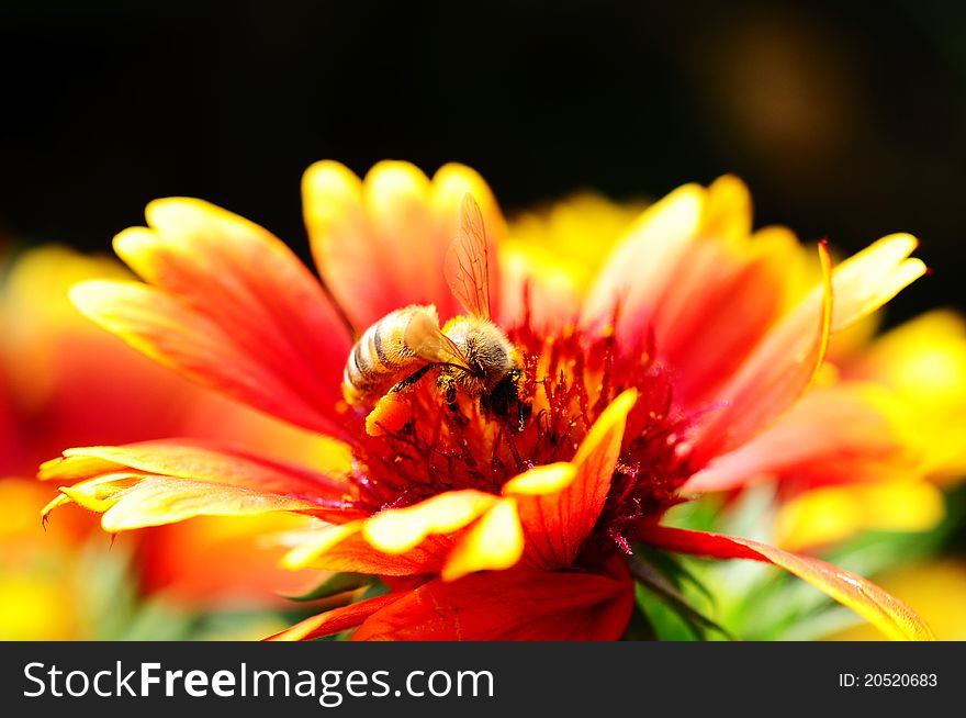 Red And Orange Flower With A Bee