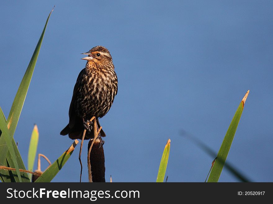 A female red-winged blackbird sings an afternoon song. A female red-winged blackbird sings an afternoon song