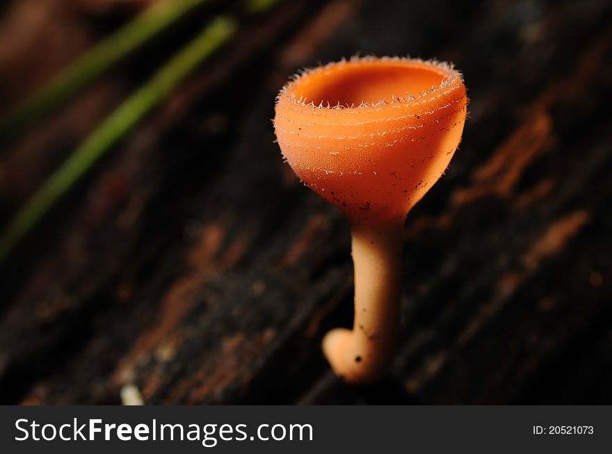 The Mushroom is generally called as Tarzetta Rosea Dennis, The science name is called as Pyronemataceae. The Mushroom is generally called as Tarzetta Rosea Dennis, The science name is called as Pyronemataceae.