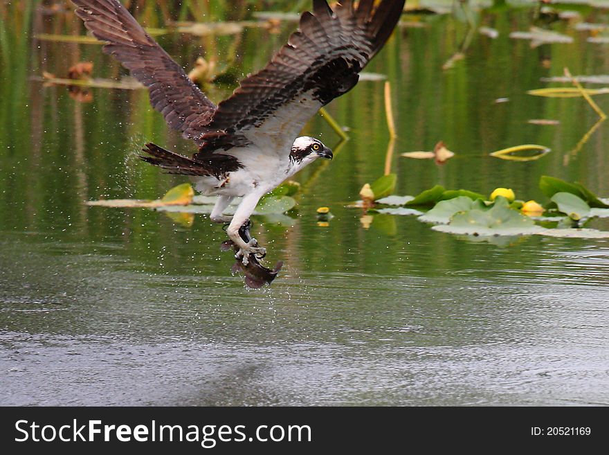 An unlucky catfish has just been captured by an osprey. An unlucky catfish has just been captured by an osprey.