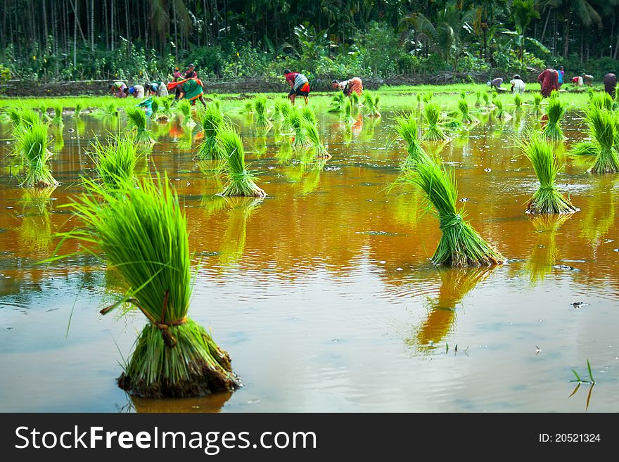 A view of a paddy filed in india with workers in behind. A view of a paddy filed in india with workers in behind