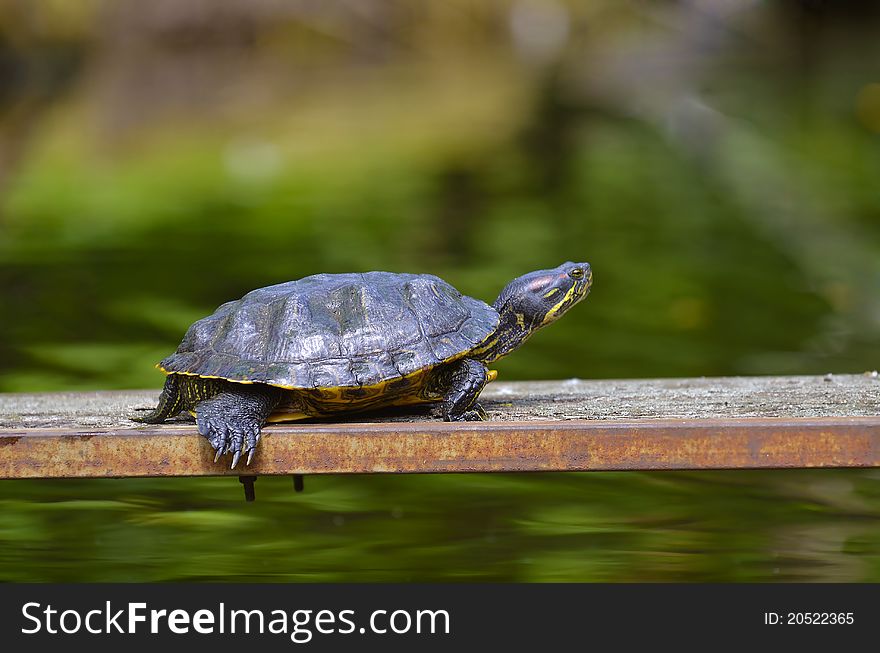 Turtle walking on the water