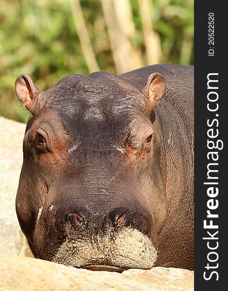 Animals: Young hippo looking at you