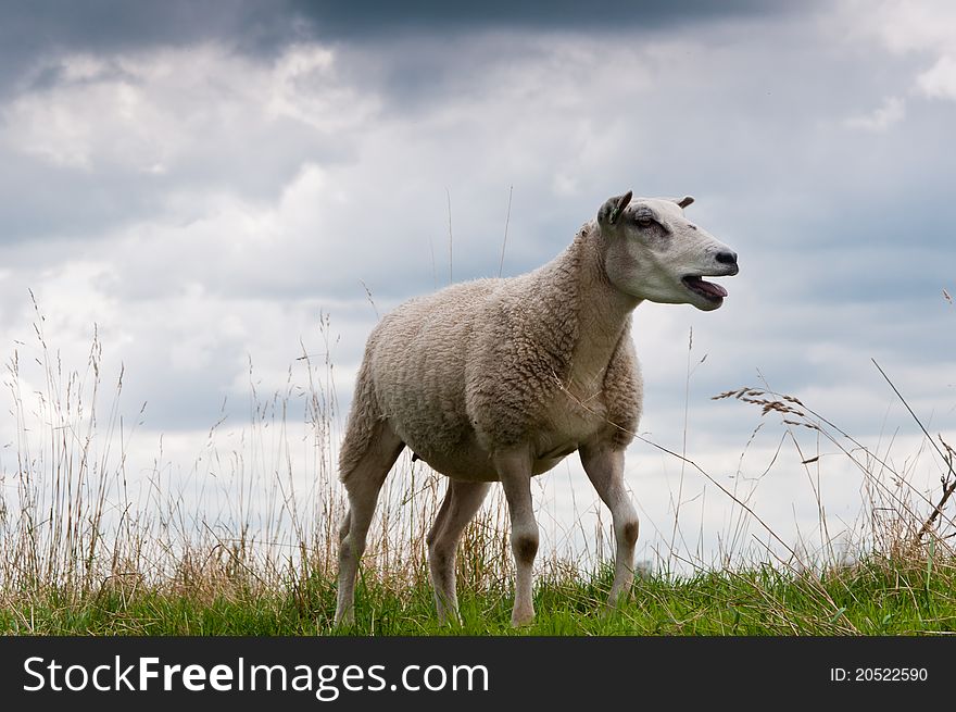 Closeup of a bleating sheep against a heavy cloudy sky. The sheep is standing alone on a in the Netherlands