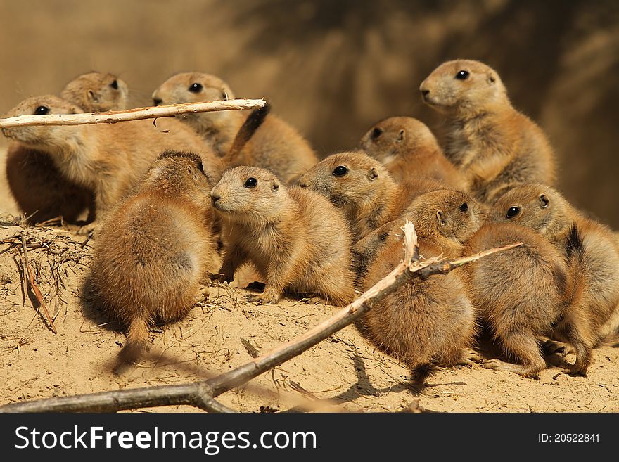 Large group of little baby prairie dogs