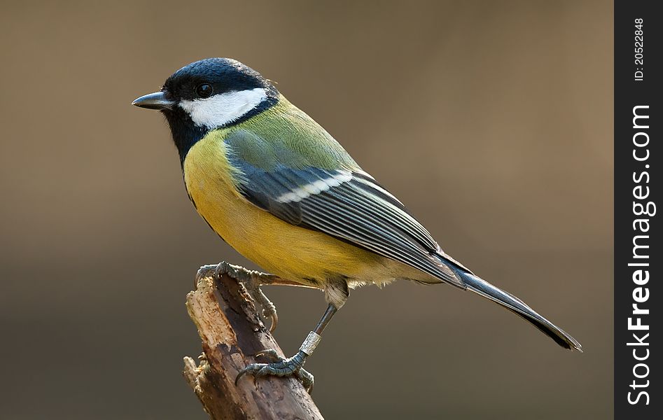 Great tit on a branch