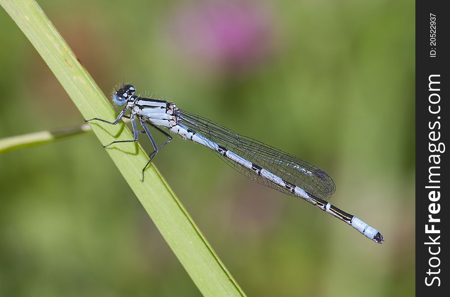 Common Blue Damselfly perched on a grass stem