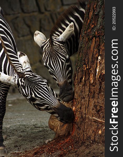 Two zebras eating tree bark
