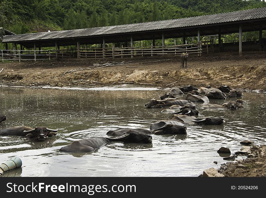 Buffaloes resting in muddy water. Buffaloes resting in muddy water