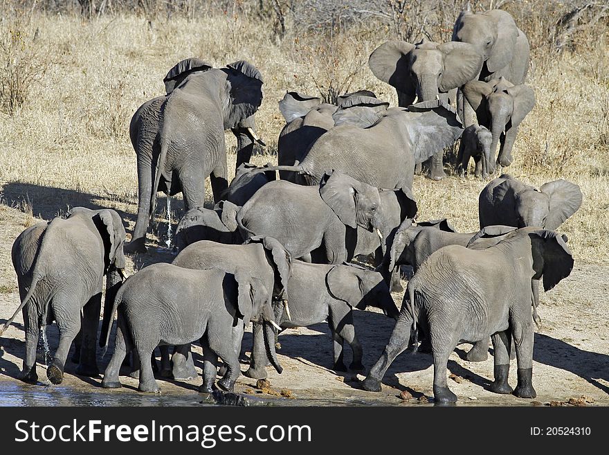 Two Elephant familys walking towards another