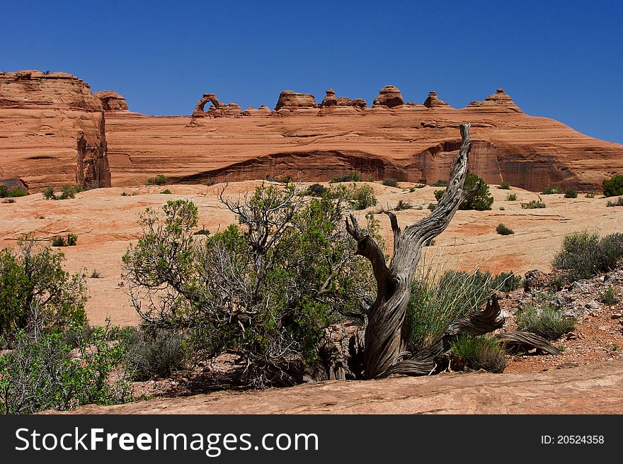 The system of arches in Arches National Park and old tree