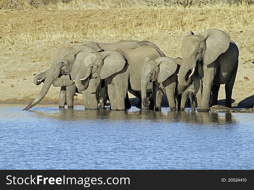 Elephant family at waterhole drinking water