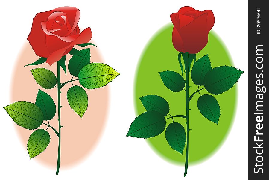 Couple of rose on pink and green background, on white