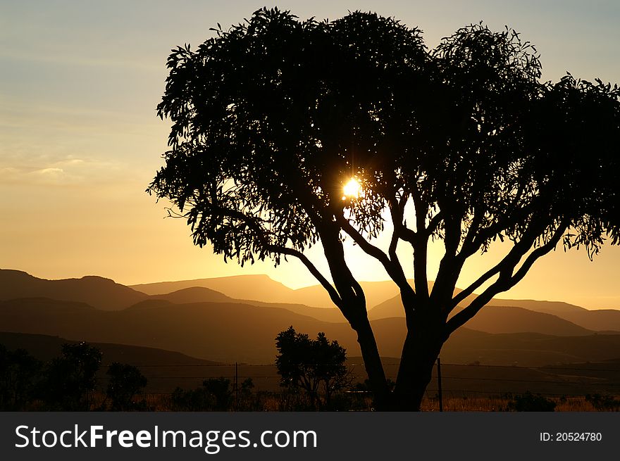 Sunset through a tree with mountain range in the background. Sunset through a tree with mountain range in the background