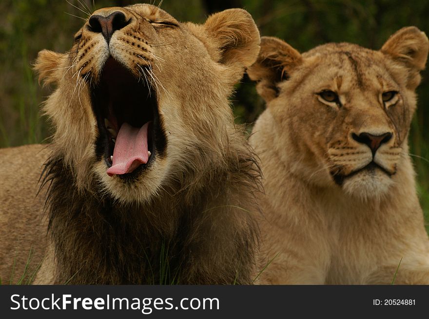 African Lion Couple relaxing in a game reserve