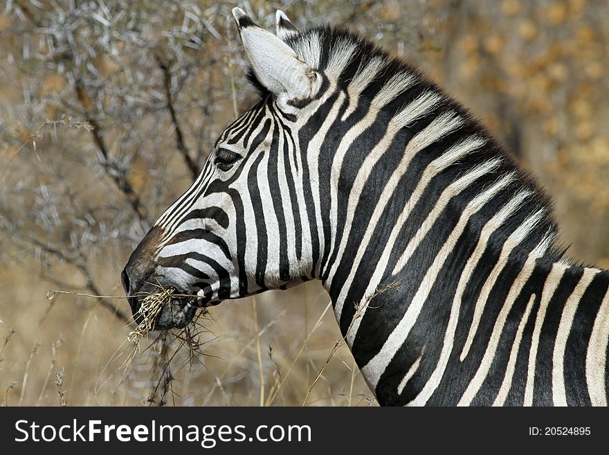 Zebras Eating